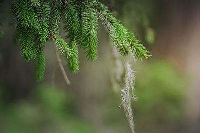 Close-up of pine tree branch during winter