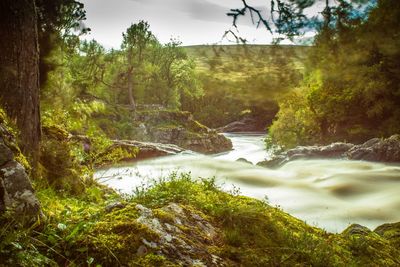 River flowing through forest