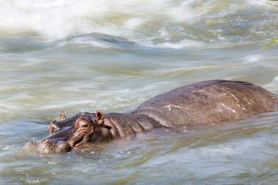 Hippopotamus in river