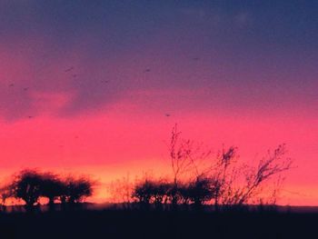 Silhouette of trees at sunset