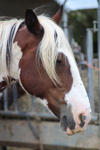 Close-up of horse in ranch