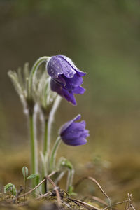 Close-up of purple crocus flowers on field