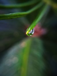 Close-up of water drops on leaf