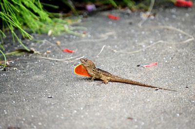 High angle view of insect on street