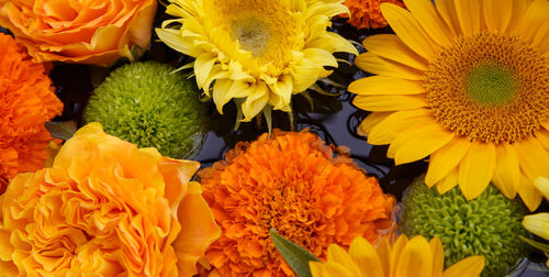 Close-up of yellow flowering plant