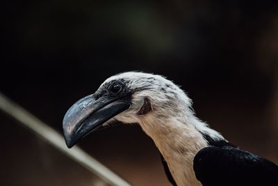 Close-up of a bird