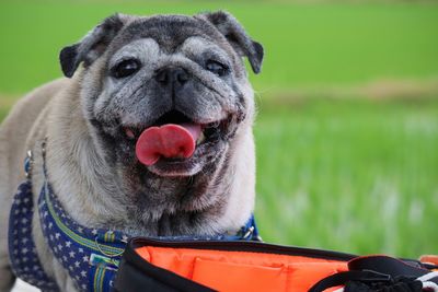 Close-up portrait of a dog