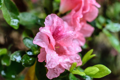 Close-up of water drops on pink flower blooming outdoors