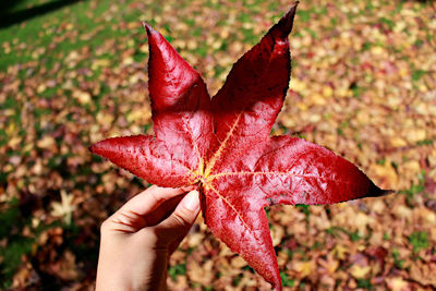 Close-up of hand on red maple leaf