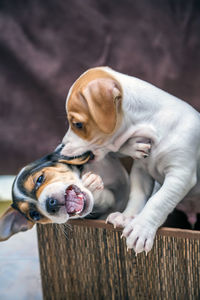 Close-up of puppies relaxing in container at home 