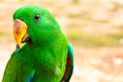 Close-up of parrot