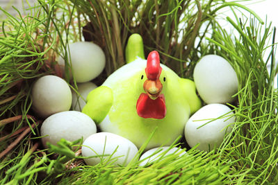 Close-up of eggs in grass