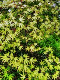 Full frame shot of plants