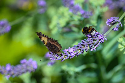 Close-up of butterfly pollinating on purple flower