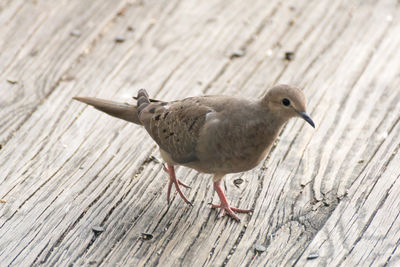 High angle view of bird perching on wood