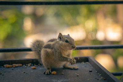 Close-up of squirrel on railing