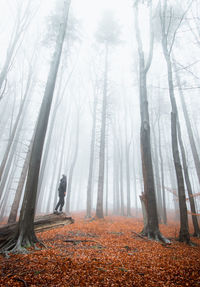 Man standing on a fallen tree watching the morning mist that surrounds and consumes