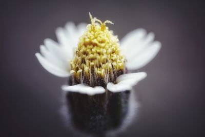 Close-up of white flower against black background