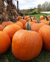 Stack of pumpkins on field