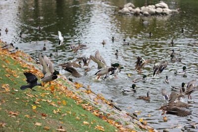 Ducks in water