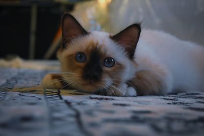 Portrait of cat relaxing outdoors