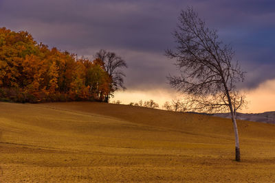 Bare trees on field against sky at sunset