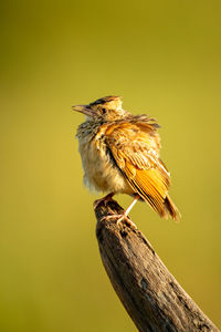 Rufous-naped lark on dead log in sunshine