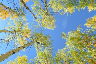 Low angle view of trees against sky