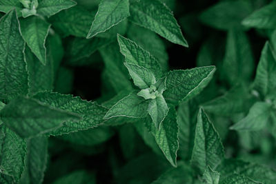 Green mint growing in the garden. herbal tea ingredient. alternative medicine and healing herbs. 