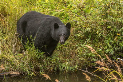 View of bear in water