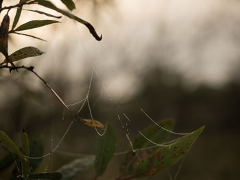 Close-up of spider web on plant