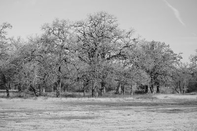 Trees on field against clear sky