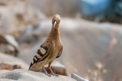 Close-up of bird perching on rock