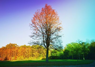 Scenic view of grassy field against blue sky