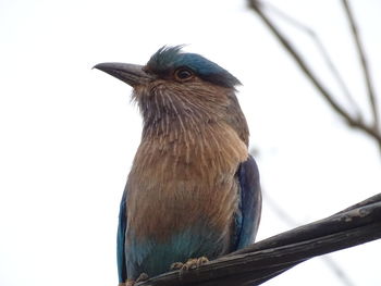 Low angle view of bird perching on branch against sky