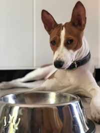 Close-up portrait of dog at home