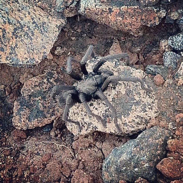 Blacktarantula