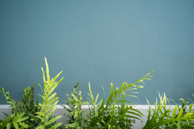 green