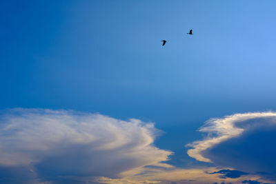 Low angle view of birds flying in sky