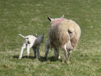 Lambs and shee