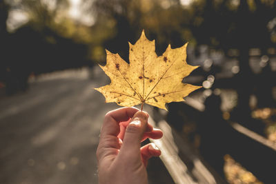 Close-up of hand holding maple leaf during autumn