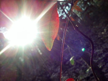 Low angle view of spider web against sky