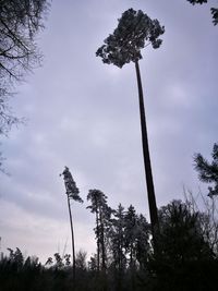 Low angle view of silhouette trees against sky