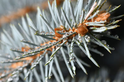 Close-up of frozen flower