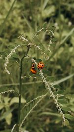 Close-up of ladybug on plant