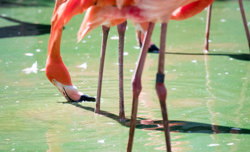 View of bird drinking water