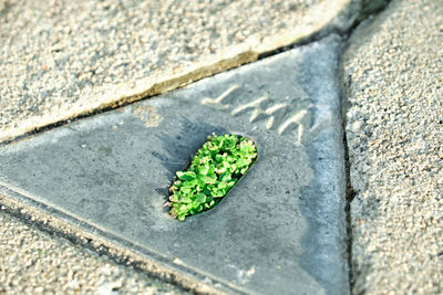 High angle view of leaf on rock