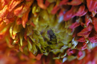 Full frame shot of multi colored flowering plant