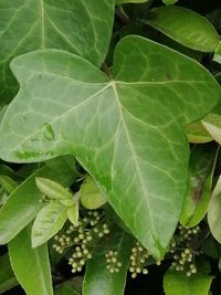 High angle view of green leaves