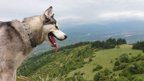 Side view of dog on mountain against sky